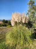 Bouquet d'herbes de la Pampa fluffy, grandes tiges généreuses